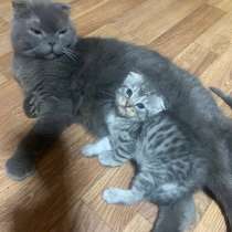 Котенок Шотландский вислоухий, в Сысерти