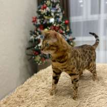 Вязка, в Москве