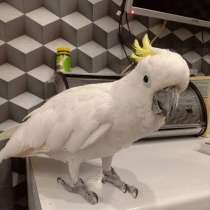 The perfect friend and conversationalist, the cockatoo parro, в г.Дубай
