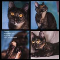 Красивый котенок, в Москве