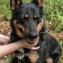 Трейси ищет хозяина, в Москве
