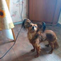 Продаются щенки той терьера длинношерстного, в Ярославле