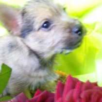 Норвич терьер - удачный выбор!, в Москве