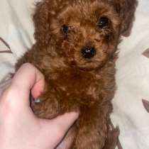 Той пудель щенки, в Краснодаре