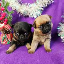 Пти-брабансоны девочки, в Москве