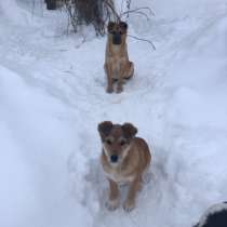 Очень ласковые щеночки ищут хозяина, в Москве