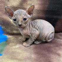 Котята Сфинкс, в Славянске-на-Кубани