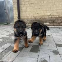 Немецкая овчарка, щенок, в Липецке