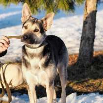 Идеальная собака-компаньон Кира ищет дом!, в Москве