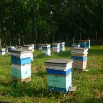 Продажа пчёл, в Кемерове