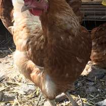 Домашние куриные яйца в Симферополе, в Симферополе