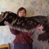 Шикарный котенок мейн кун, в Москве