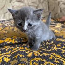 Котят в добрые руки, в Волгограде