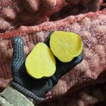 Картофель сорт Галла, в Барнауле