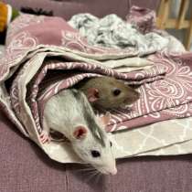 Отдам крысу в добрые руки, в Тамбове