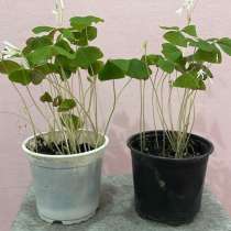 Растение Кислица зеленая, в Началово