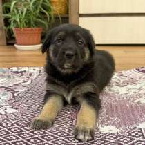 Щенки, отдаем даром, в добрые руки, в Тольятти