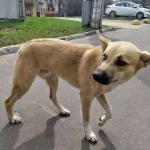 Молодой солнечный пес Кай ищет дом, в Москве