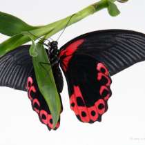 Живая бабочка к 8 марта!, в Анапе