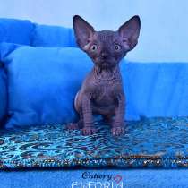 Продаются, котята Elf, Bambino, Dwelf, Sphynx, в г.Хайфа