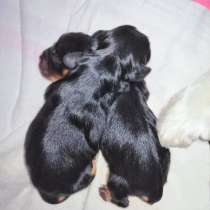 Щенки Кавалер Кинг Чарльз спаниель черно-подпалые и рубин, в г.Минск