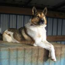 Собака, в Тюмени