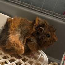 Перуанские морские свинки, в Истре