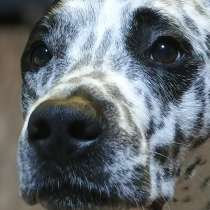 Кобель, в добрые руки, в Азове