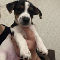 Собаки, в Москве