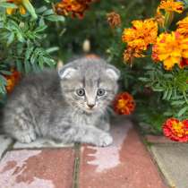 Котята 1,5 месяца, в Уфе