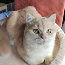 Котенок Viktor британская золотая шиншилла, в Москве