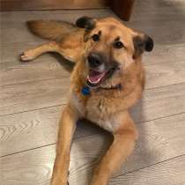 Чудесный пес Сёма ищет дом, в Москве