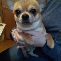 Чихуахуа кобель, два года, в Санкт-Петербурге