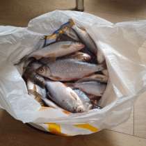 Свежая рыба (сорожка) 150-300 грамм штука, в Нижнем Новгороде
