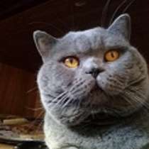 Вязка : Опытный Шотландский кот- Красавец Прямоухий, в Москве