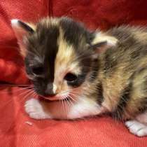 Отдам котят в добрые руки, в Туле