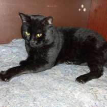 Кот бомбейской породы, добрый, умный, воспитанный, в Таганроге