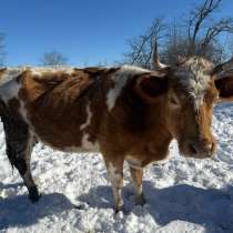 Животное, в Москве
