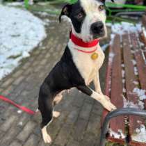 Идеальная ласковая питбуль Розочка в добрые руки, в Москве