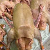 Гуси домашние мясо, в Орле