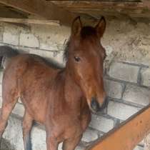 Лошади, в Москве