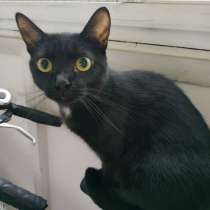 Очаровательная киса Буся ищет семью!, в Москве