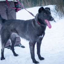 Молодой активный Коржик ищет семью, в Москве