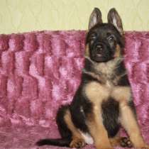 Щенки. Немцы. Классика, в Москве