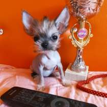 Гламурные собачки, в Москве