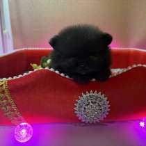 Щенки померанского шпица, в Москве