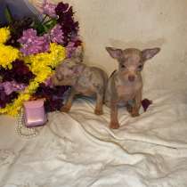 Щенки той терьер, в Москве