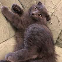 Британец, в Москве