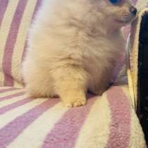 Померанский шпиц, в Уссурийске