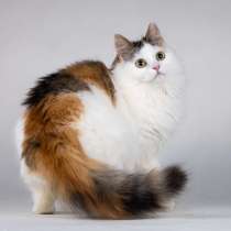 Молодая сибирская трехцветная кошечка Зая в дар, в Москве